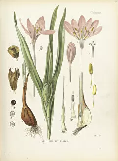 Botanical Illustration Gallery: Colchicum autumnale, 1887