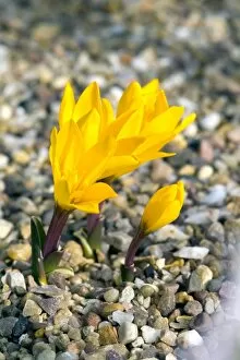 Bulb Collection: Colchicum luteum