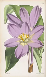 Botanical Art Gallery: Colchicum speciosum, 1874