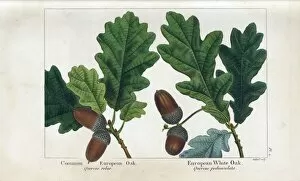 Trees Collection: Common European Oak and European White Oak