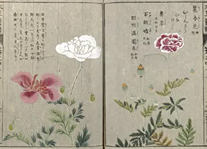 Iwasaki Gallery: Common poppy (Papaver Rhoeas), woodblock print and manuscript on paper, 1828