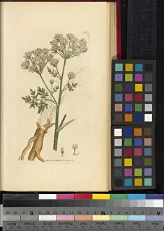 English Botany Gallery: Conium maculatum