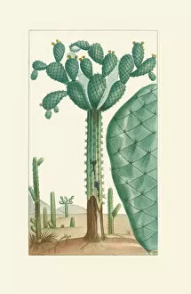 Cacti Gallery: Consolea moniliformis, 1821