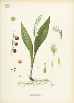 Medizinal Pflanzen Gallery: Convallaria majalis, 1887