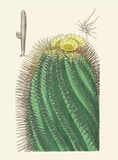 Hand Coloured Gallery: Copiapoa marginata, 1851