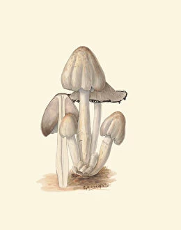 Mushroom Gallery: Coprinopsis atramentaria, c.1915-45