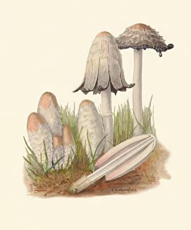 Botanical Illustration Gallery: Coprinus comatus, c.1915-45