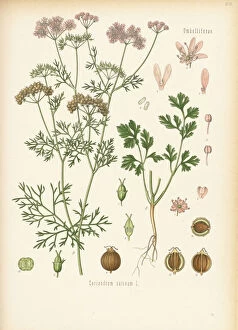 Watercolors Collection: Coriandrum sativum, 1887
