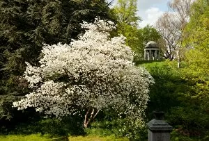 Flora Gallery: Cornus nuttallii x florida
