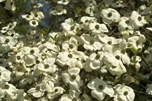 Flowers Gallery: Cornus ormonde