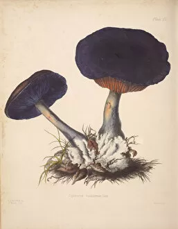 Botanical Gallery: Cortinarius violaceus, 1847-1855