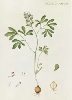 Bulbs Collection: Corydalis solida, 1770