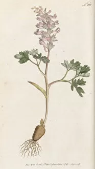 Botanical Art Gallery: Corydalis solida, 1793