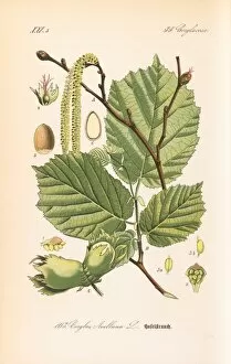 Botany Collection: Corylus avellana, hazel