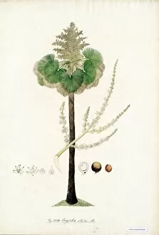 Plant Collection: Corypha taliera, c 1795 - 1804