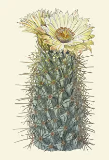 Curtis's Botanical Magazine Collection: Coryphantha octacantha, 1848
