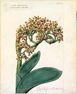 Botanical Art Collection: Crassula falcata, J. C. Wendl. (Sickle-leaved Crassula)