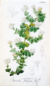 Botanical Art Collection: Crassula profusa, Hook. f
