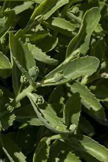 Green Leaves Collection: Sedum