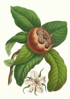 Botanical Gallery: Crataegus germanica, 1856