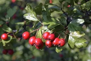 Berries Collection: Crataegus monogyna