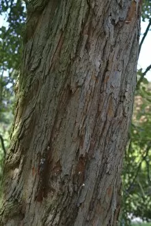 Bark Collection: Crataegus prunifolia