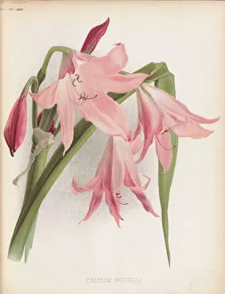 Pink Colour Gallery: Crinum x powellii, 1890