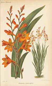Botanical Art Gallery: Crocosmia x crocosmiiflora, 1882
