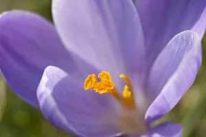 Images Dated 16th March 2010: crocus