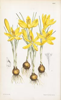 Images Dated 12th October 2020: Crocus chrysanthus, 1875