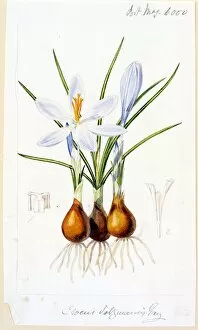 Bulbs Collection: Crocus salzmanni, Gay