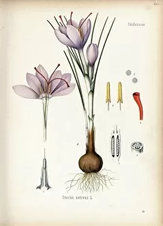 Iridaceae Collection: Crocus sativus, 1887