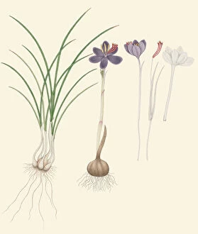 Iridaceae Collection: Crocus sativus, c. 1828