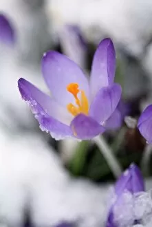Images Dated 3rd December 2007: Crocus in snow