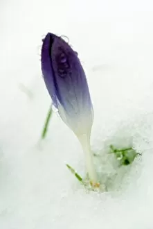 Flowers Gallery: Crocus in snow