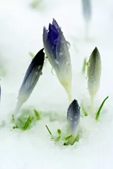 Flowers Gallery: Crocus in snow