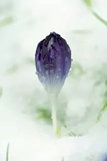 Images Dated 3rd December 2007: Crocus in snow