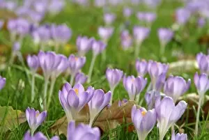 Lilac Collection: crocus time