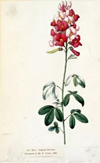 Leguminosae Gallery: Crotalaria purpurea, Vent. (Crimson-flowered Crotalaria)