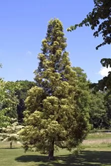 Evergreen Gallery: Cryptomeria japonica Sekkan-sugi