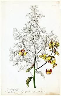 Botanical Art Gallery: Crytopodium punctatum, 1838