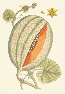 Edible Plants Gallery: Cucumis melo, 1737