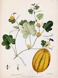 Botanical Art Collection: Cucumis utilissimus, Roxb