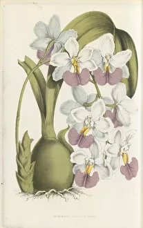 Fitch Collection: Cuitlauzina pendula, 1878