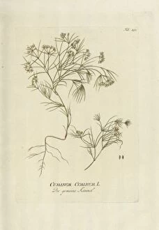 Botanical Collection: Cuminum cyminum, 1789