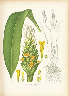 Watercolors Collection: Curcuma longa, 1887
