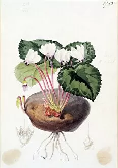 Botanical Art Collection: Cyclamen africanum Boiss. & Reut. (Algerian Cyclamen)
