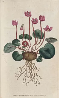 Pink Flower Collection: Cyclamen coum, 1787