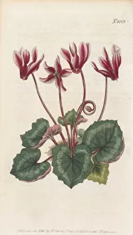 Pink Colour Gallery: Cyclamen hederifolium, 1807