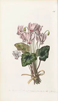 Pink Colour Gallery: Cyclamen hederifolium, 1838